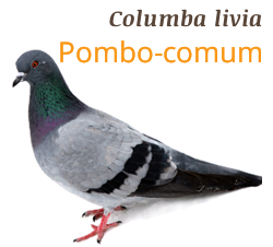 pombo.png