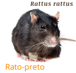 rato.png
