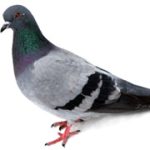 pombo_260